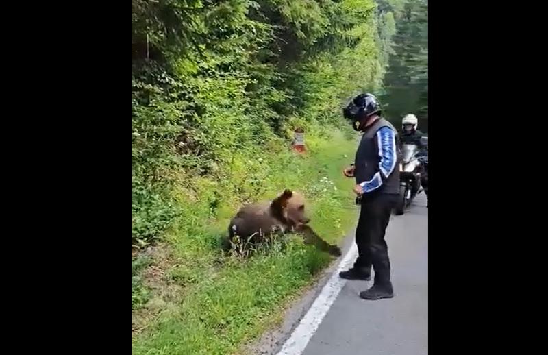 Bărbat care hrănește un urs, Foto: Captura video