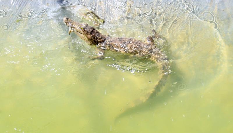 zeci de crocodili au scapat dintr-o crescatorie si au ajuns pe strazi, Foto: Costfoto/NurPhoto / Shutterstock Editorial / Profimedia