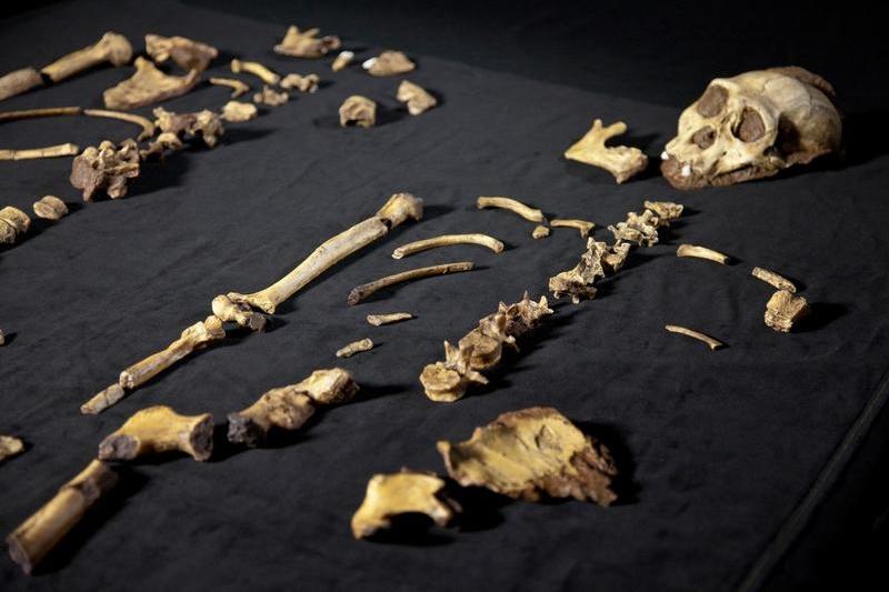 australopithecus sediba, Foto: - / Mary Evans Picture Library / Profimedia