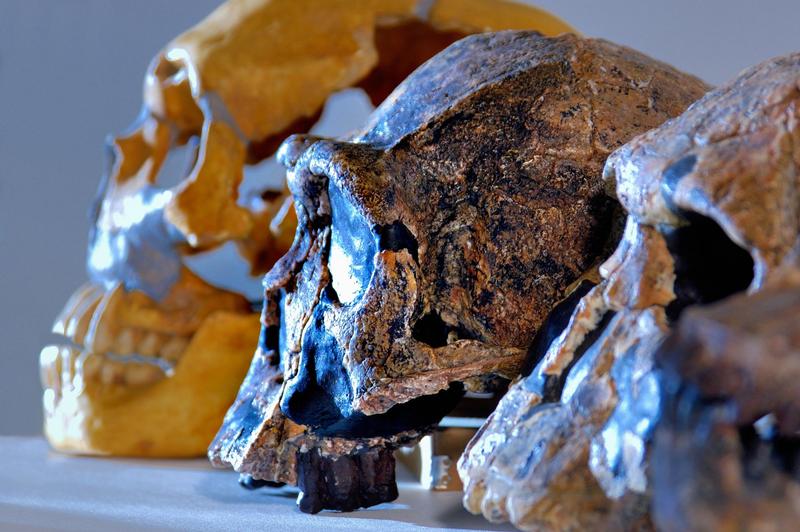 homo erectus, Foto: Deco / Alamy / Profimedia