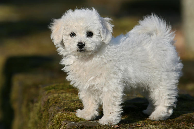 Bichon, Foto: Daniela Jakob | Dreamstime.com