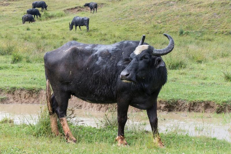 Bivoli în Maramureș, România, Foto: Sergio Delle Vedove / Alamy / Alamy / Profimedia