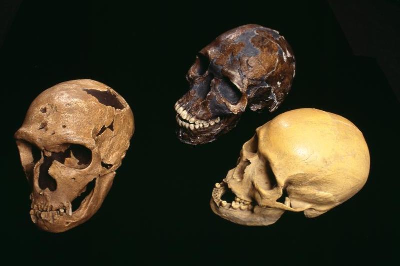 fosile umane, Foto: PASCAL GOETGHELUCK / Sciencephoto / Profimedia