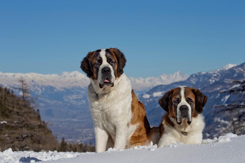 Caini Saint Bernard, Foto: Ardea / Profimedia Images