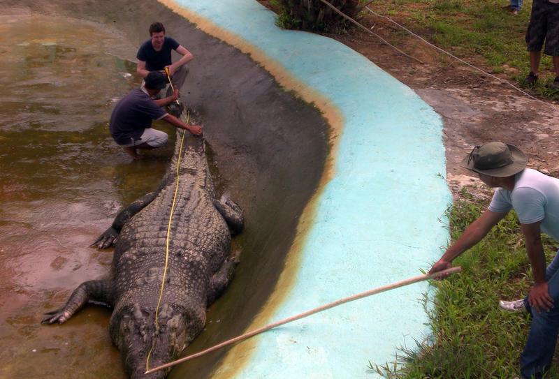 Adam Britton masurand un crocodil, Foto: RICHARD GRANDE / AFP / Profimedia
