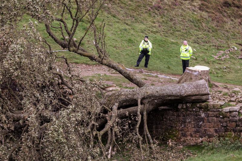 „Sycamore Gap Tree”, legendarul arţar de lângă Zidul lui Hadrian, a fost tăiat, Foto: Lee McLean/SWNS / SWNS / Profimedia