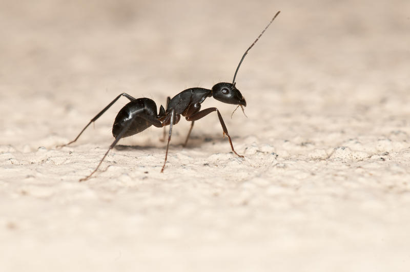 Furnica, Foto: Ant © Arvind Balaraman | Dreamstime.com