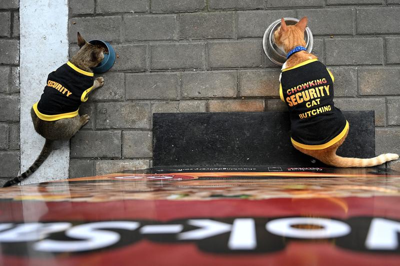 Pisici fără stăpân adoptate de agenții de securitate din Filipine, Foto: JAM STA ROSA / AFP / Profimedia