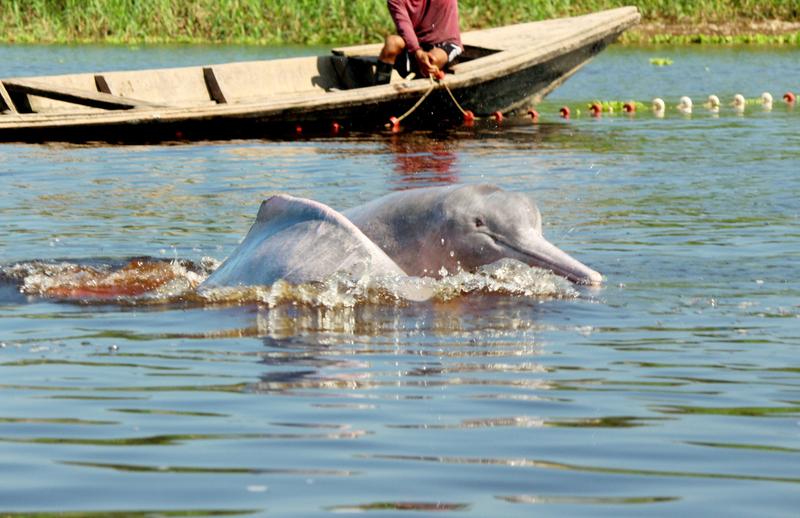 Delfin de apă dulce într-un lac din Brazilia, Foto: Jose Luis Mena / SWNS / SWNS / Profimedia