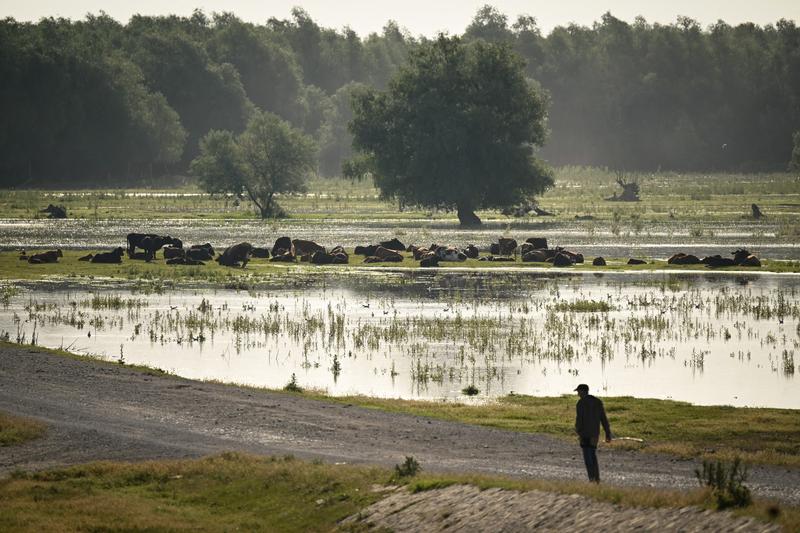 Delta Dunarii, Foto: Daniel MIHAILESCU / AFP / Profimedia