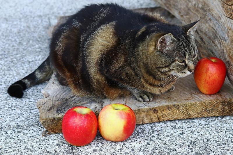 Pisica, Foto: Apple / Astrid Gast / Dreamstime.com