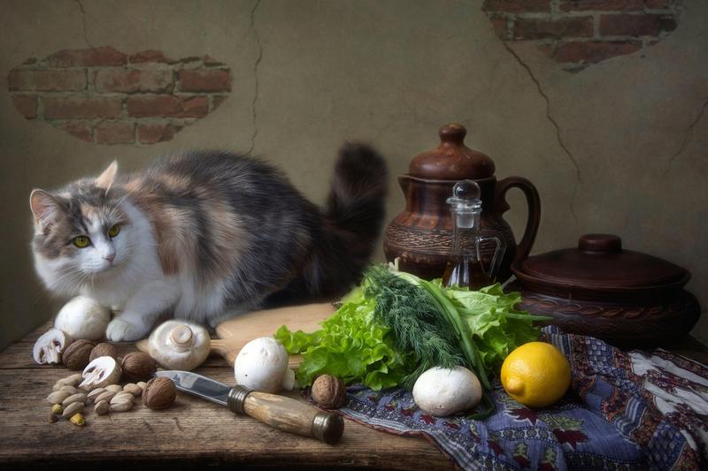 Pisica, Foto: Iryna Prykhodzka / Alamy / Profimedia Images
