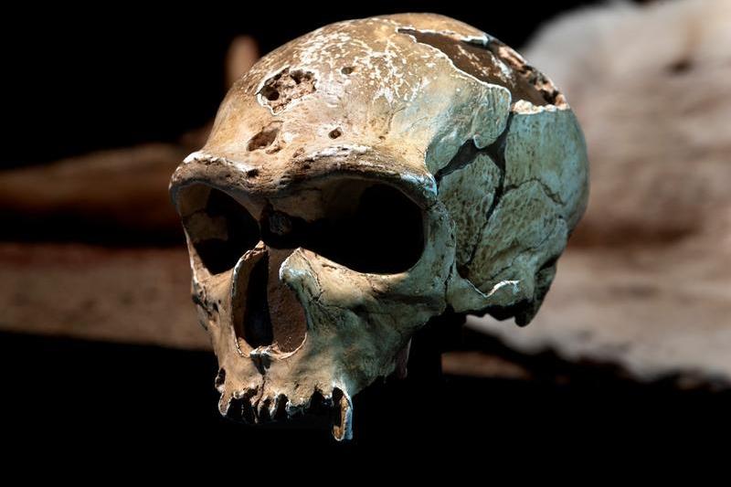 craniu neanderthalian, Foto: MARCO ANSALONI / Sciencephoto / Profimedia