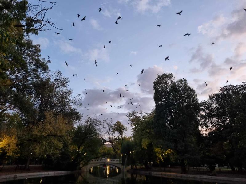 Ciorile din Cișmigiu , Foto: Hotnews / Catiușa Ivanov