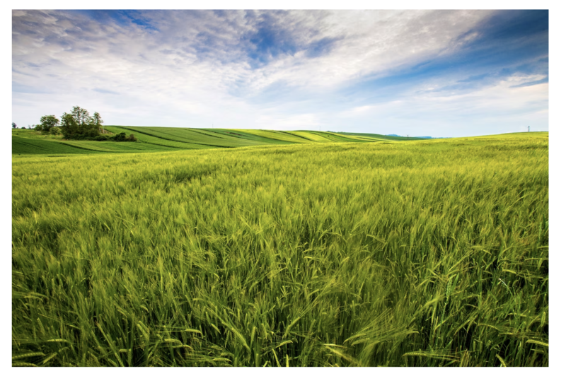 Câmpie, Foto: freepik.com