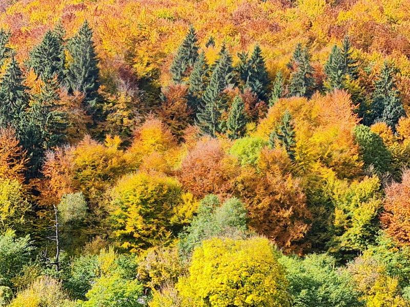 Culorile toamnei, Foto: Vlad Barza / HotNews.ro