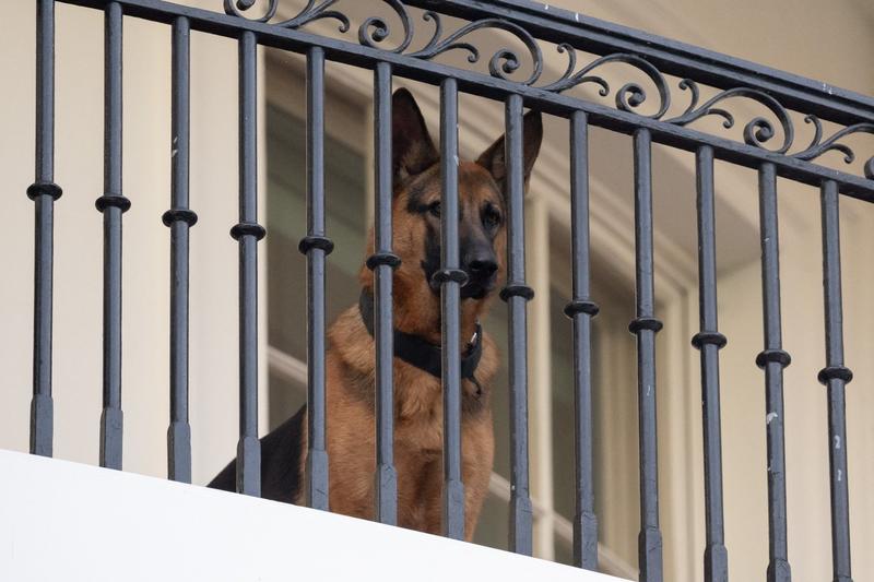 Commander, câinele familiei Biden, la balconul Truman de la Casa Albă, Foto: Saul Loeb / AFP / Profimedia Images