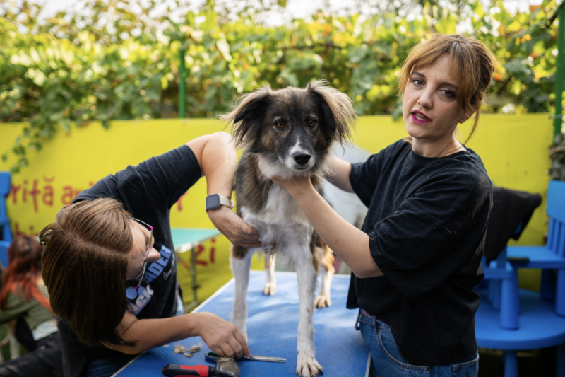 Mars România organizează în fiecare an o zi specială de voluntariat în adăposturile de animale din țară, Foto: Mars