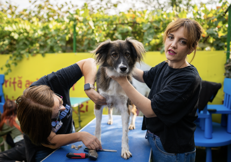 Mars România organizează în fiecare an o zi specială de voluntariat în adăposturile de animale din țară, Foto: Mars