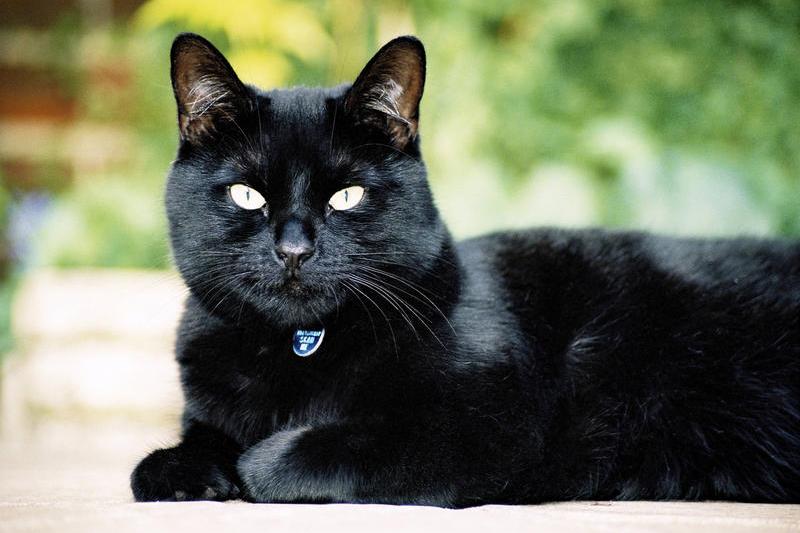 Pisică neagră, Foto: DreamsTime