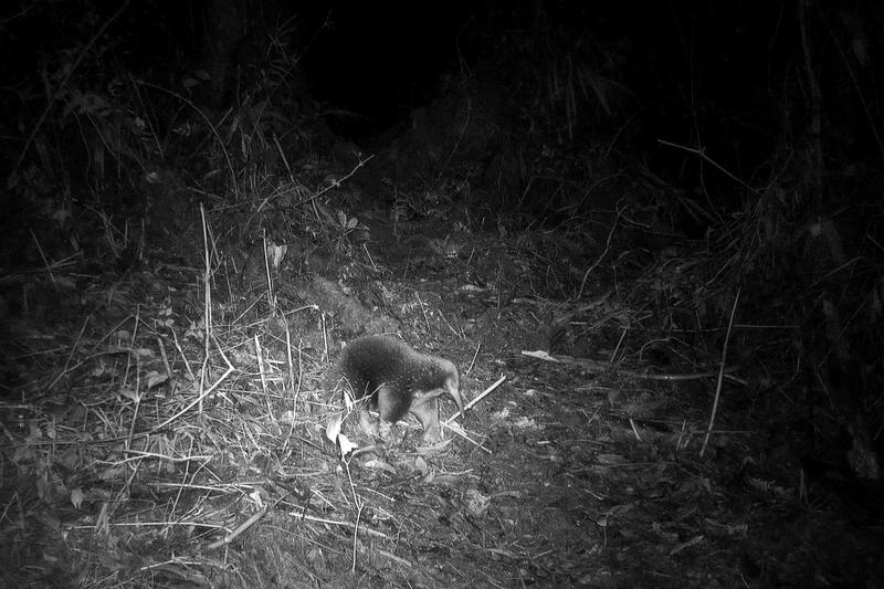 Echidna cu cioc lung a lui Attenborough redescoperita dupa 60 de ani, Foto: Handout / AFP / Profimedia