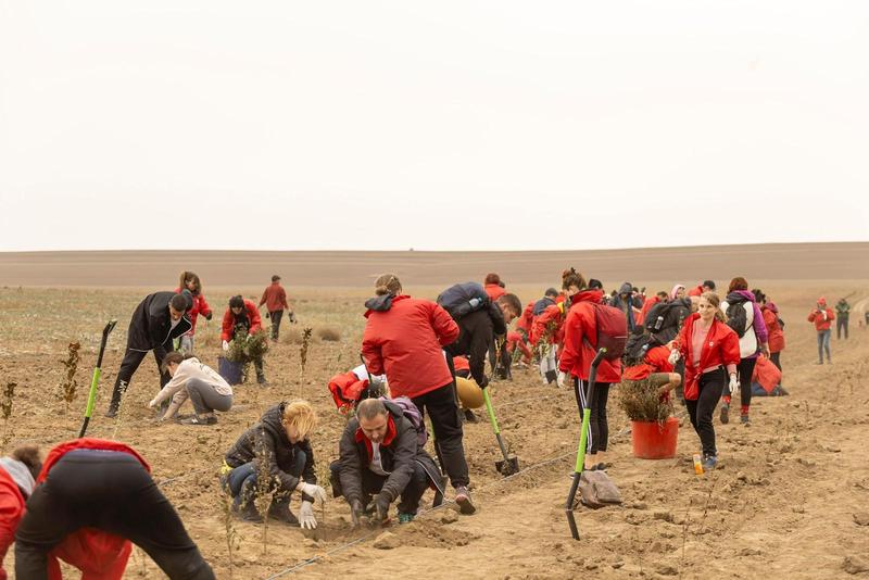 ​Mega Image plantează o pădure nouă, de 12.000 de copaci, unul pentru fiecare angajat, Foto: Mega Image