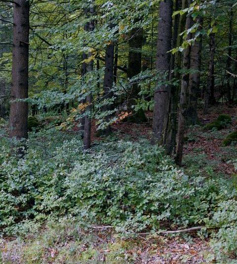 Soldați NATO camuflați în pădure - Câți sunt?, Foto: NATO