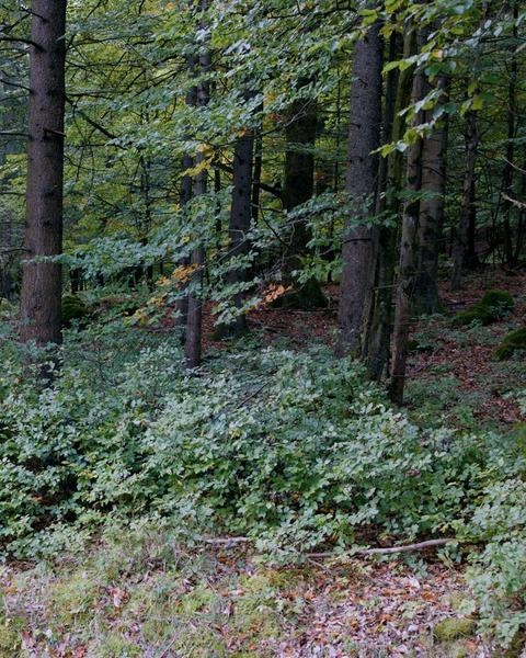 Soldați NATO camuflați în pădure - Câți sunt?, Foto: NATO
