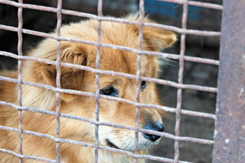 Câine în cușcă la o fermă din Coreea de Sud, Foto: UPI / UPI / Profimedia