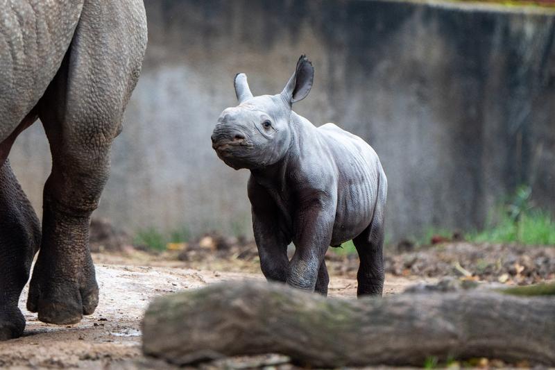 Pui de rinocer negru la Chester Zoo din Anglia, Foto: Jam Press / Jam Press / Profimedia