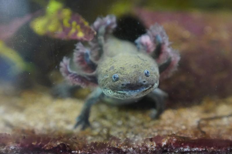axolotl, Foto: MARCUS BRANDT / AFP / Profimedia