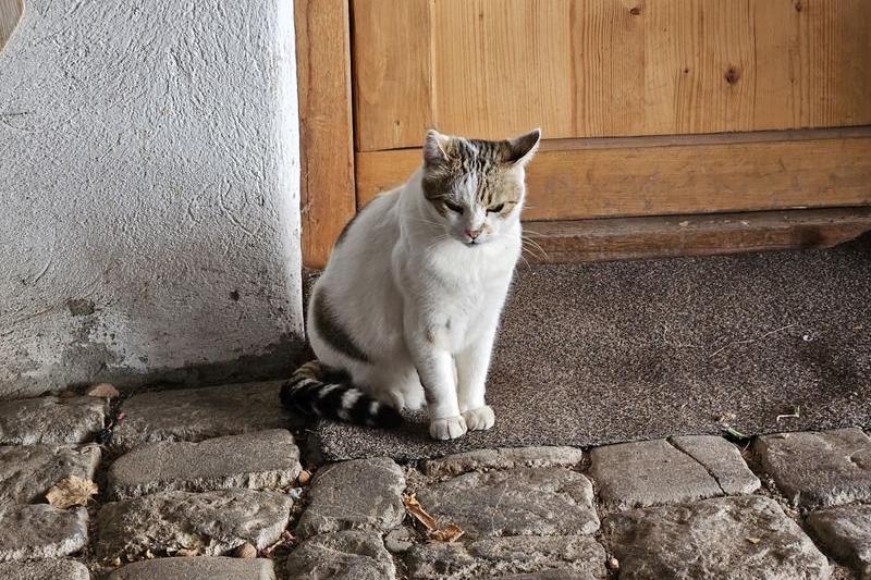 Pisica, Foto: Vlad Barza / HotNews.ro