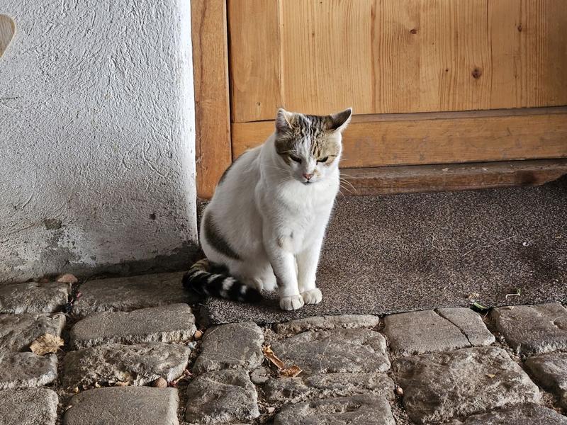 Pisica, Foto: Vlad Barza / HotNews.ro