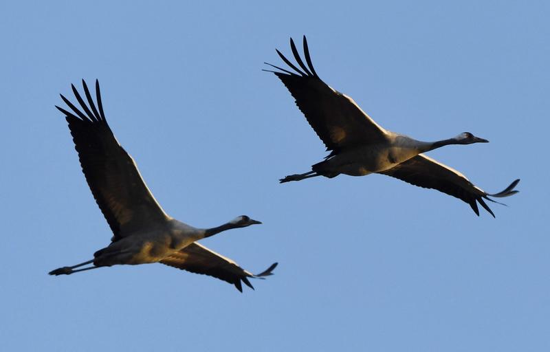 Cocori în Parcul Naţional Hortobagy din Ungaria, Foto: ATTILA KISBENEDEK / AFP / Profimedia