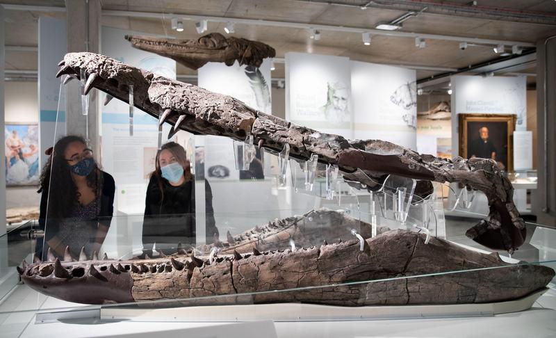 Craniu de Pliosaur, Foto: PA Images / Alamy / Alamy / Profimedia