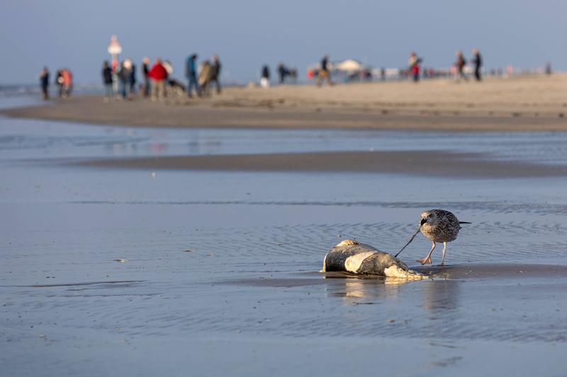 Cercetatorii avertizeaza ca animalele moarte trebuie incinerate pentru a preveni raspandirea virusului, Foto: Imago / Imago Stock and Photo / Profimedia Images