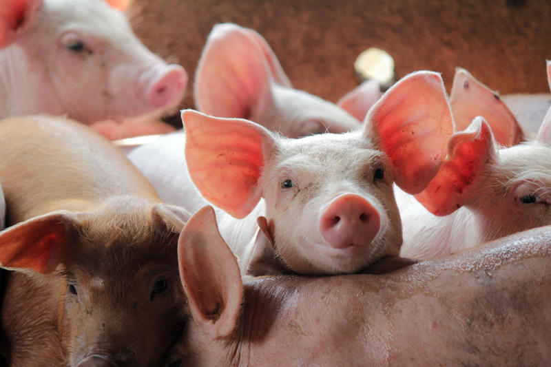 Porci, Foto: DreamsTime