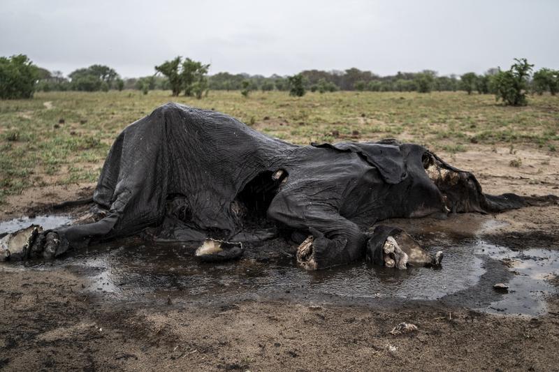 Elefanti morti in Zimbabwe, Foto: Zinyange Auntony / AFP / Profimedia Images