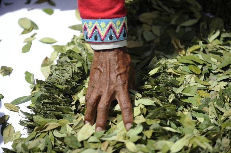 Frunze de coca în Bolivia, Foto: JORGE BERNAL / AFP / Profimedia