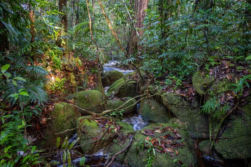 Pădure amazoniană - imagine generică , Foto: Gabbro / Alamy / Alamy / Profimedia