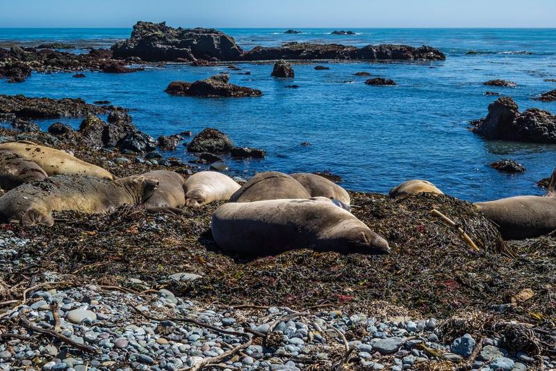 colonie de foci elefant, Foto: David Litschel / Alamy / Alamy / Profimedia
