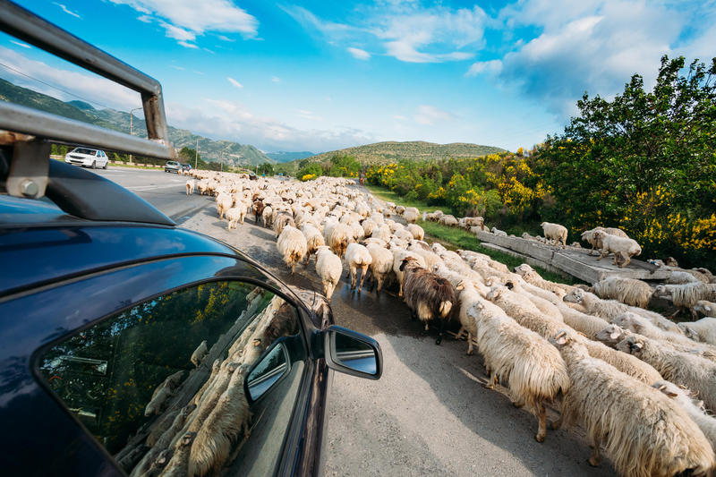 Oi și mașini pe șosea, Foto: Ryhor Bruyeu / Alamy / Profimedia Images