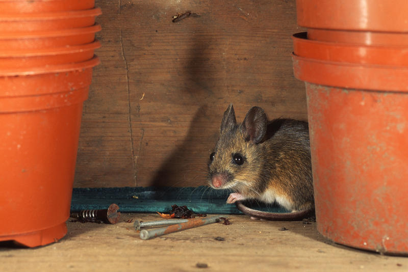 Șoarece de magazie, Foto: Wildlifesnapper | Dreamstime.com