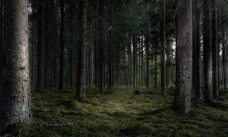 ​România este una dintre țările bogate în plante miraculoase, Foto: Freepik