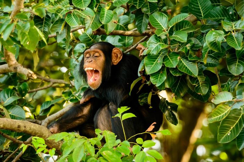 cimpanzeu, Foto: John Trevor Platt / Alamy / Alamy / Profimedia