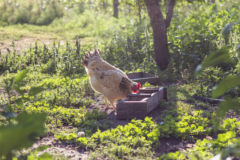 Pasăre răpitoare, Foto: freepik.com