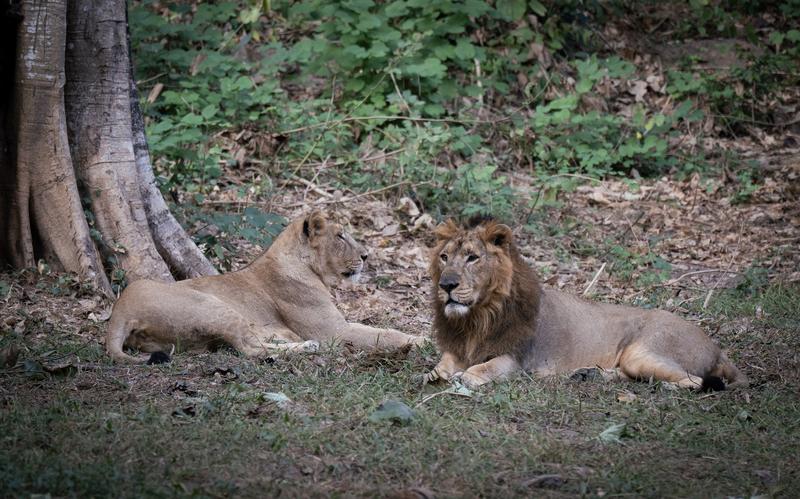 Doi lei la o gradina zoologica din India, Foto: David Talukdar / Zuma Press / Profimedia Images