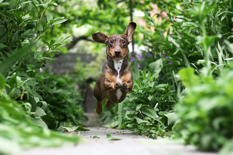 Teckel, Foto: DreamsTime
