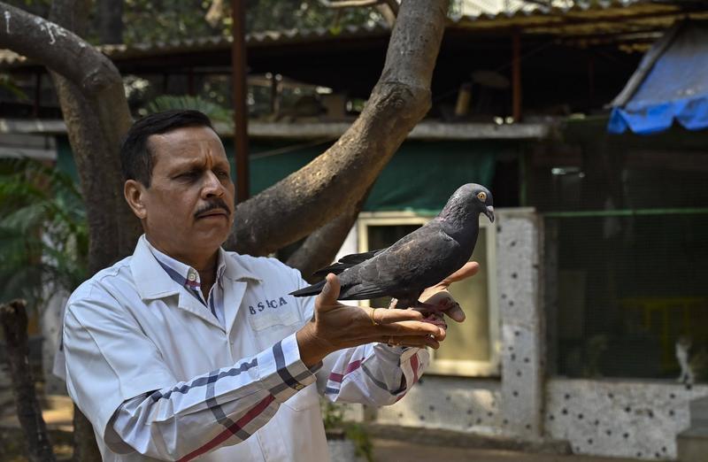 Un porumbel suspectat că este spion chinez a fost eliberat de poliția din Mumbai, Foto: Hindustan Times / imago stock&people / Profimedia