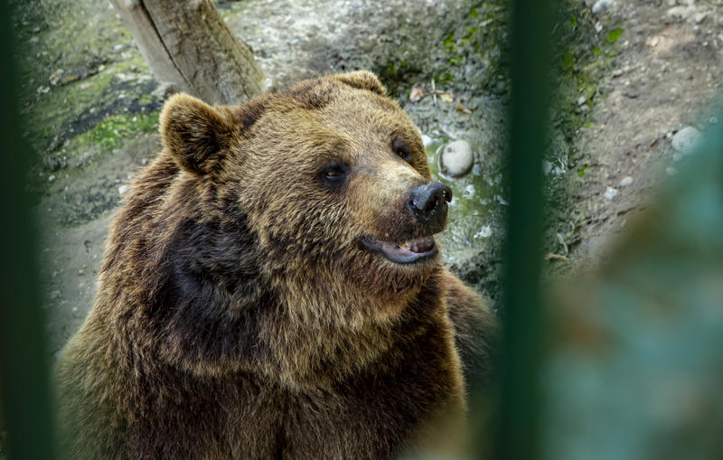 Urs de la Grădina Zoologică Târgu Mureș, Foto: DreamsTime